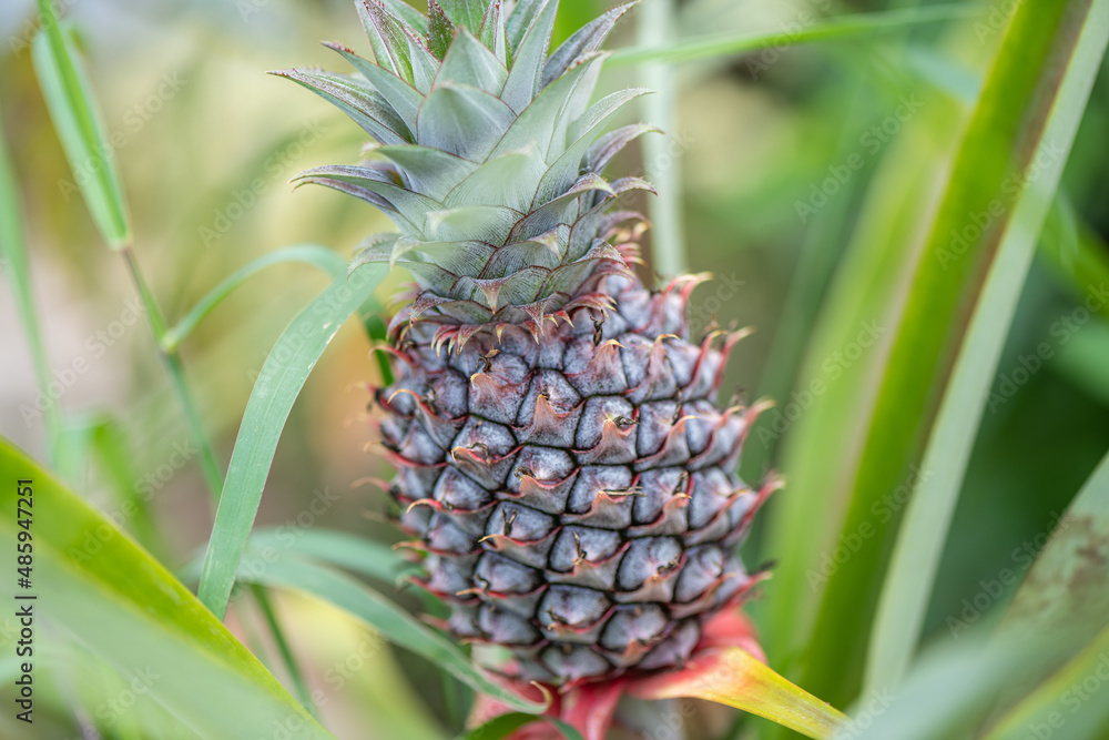 pineapple on the tree tahiti pineapple on the tree tahiti