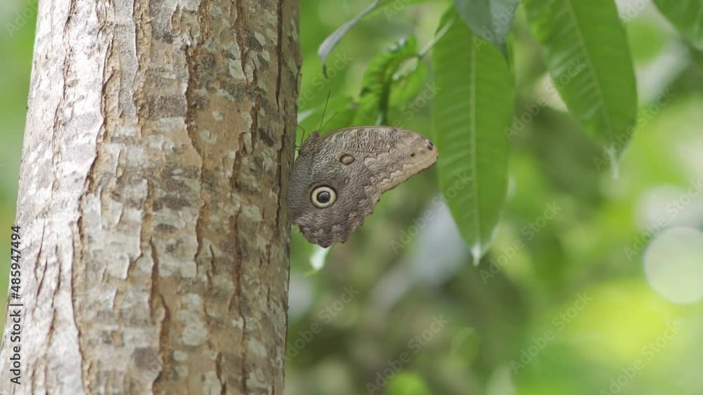Mariposa Buho Mariposa Buho