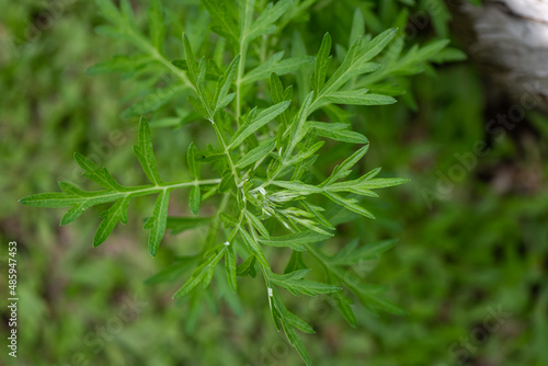 close up of Mugwort Artemisia vulgaris photo