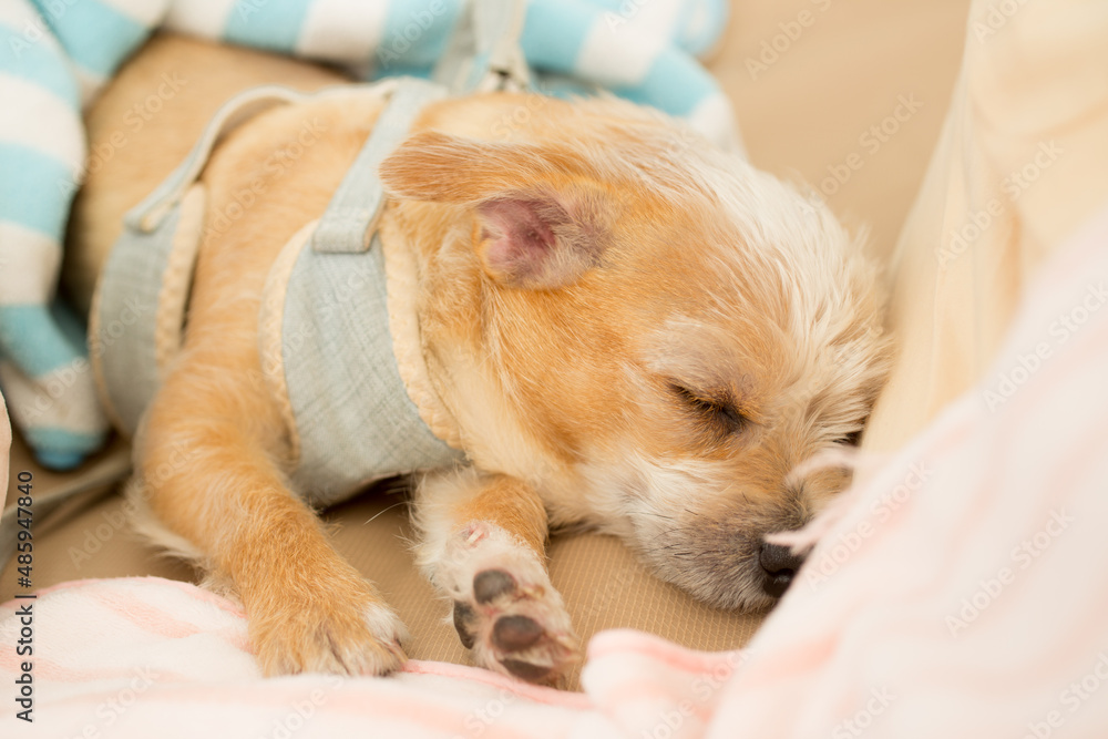 Obraz premium Close up chihuahua puppy dog sleeping