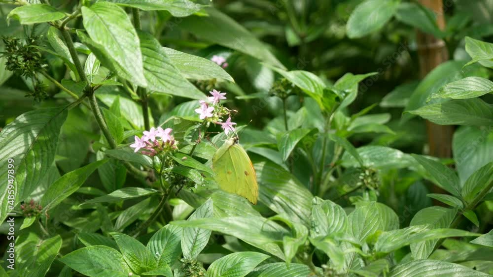 The White Angled-Sulphur (Anteos Clorinde) Poses on the Pink Flower (Buddleja davidii), Commonly Known as Summer Lilac, Butterfly-Bush, or Orange Eye The White Angled-Sulphur (Anteos Clorinde) Poses on the Pink Flower (Buddleja davidii), Commonly Known as Summer Lilac, Butterfly-Bush, or Orange Eye