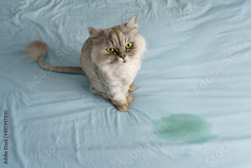 Domestic grey cat sitting near wet or piss spot on the bed. Cat peeing or urinating on bed at home. Bad cat behaviour