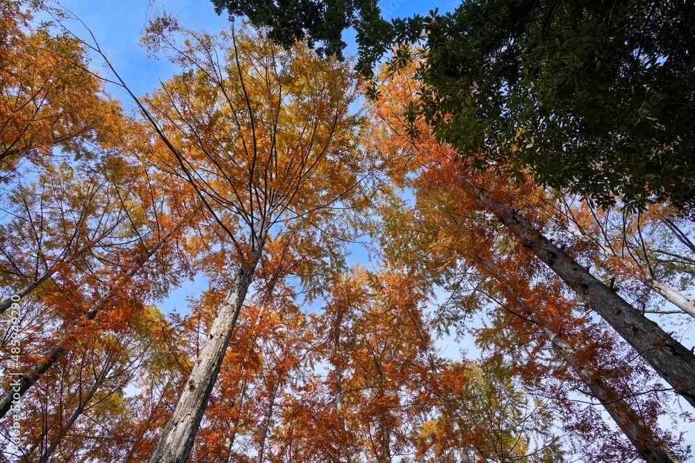 Obraz premium 青空バックに見上げる針葉樹の黄葉＠神戸、兵庫