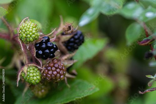 Wild blackberries on a green branch in the forrest. Selective focus. Dark green background with leaves with water drops. Selective focus