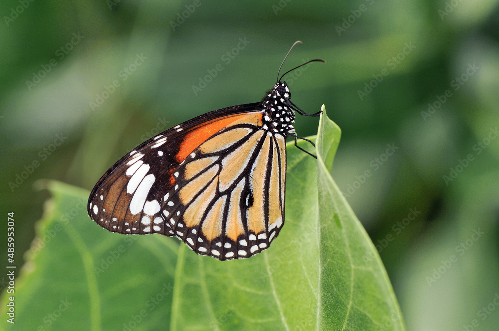 Fototapeta premium スジグロカバマダラの雄（沖縄県・石垣島） 
