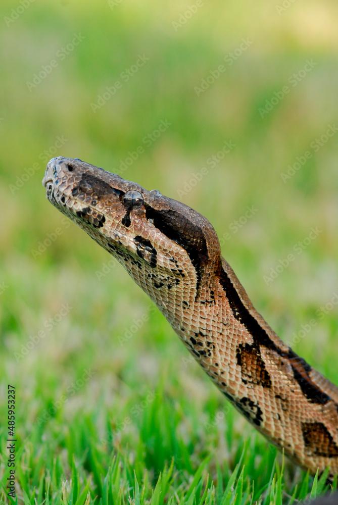 Boa constrictor snake over green grass with blurred background. Boa constrictor snake over green grass with blurred background.