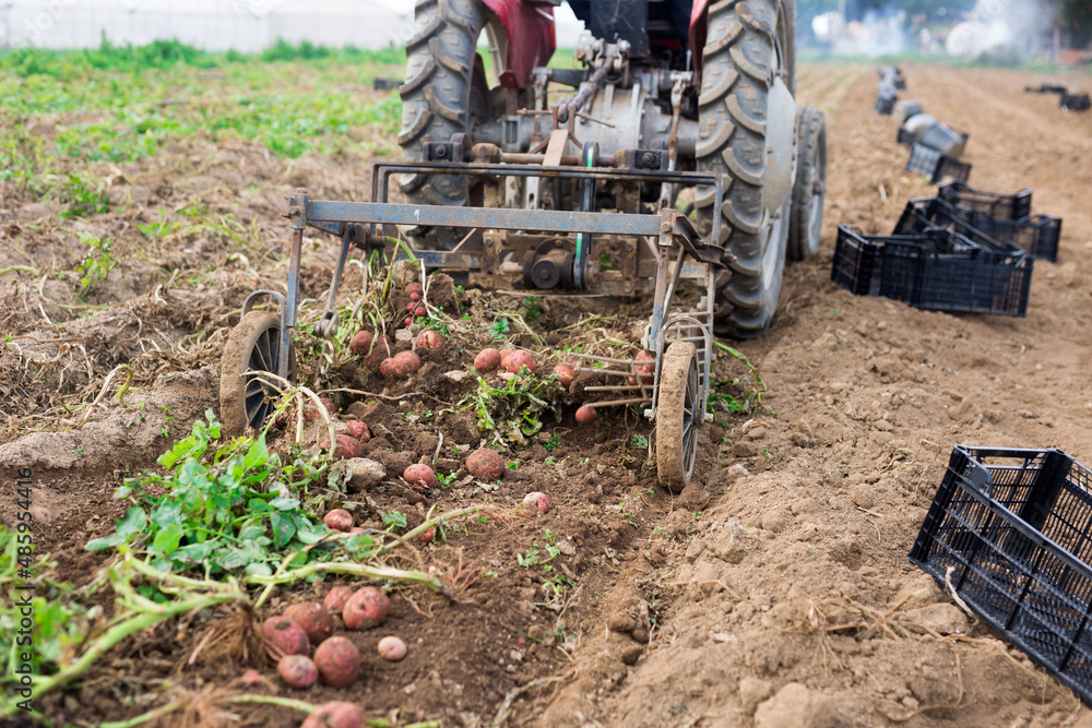 Closeup of potato digger machine working on field, lifting potatoes