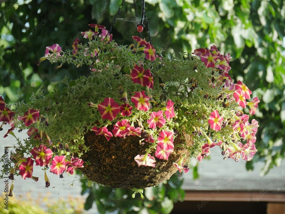 Hanging pot with beautiful red and yellow flowers