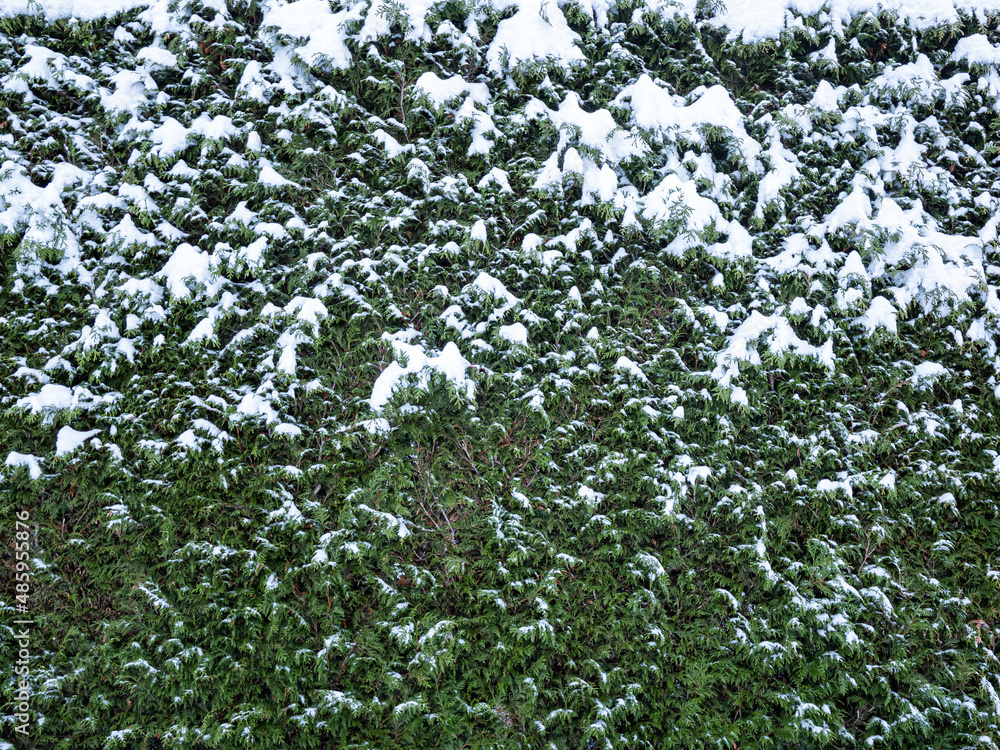 background texture of snow  covered green bush fences