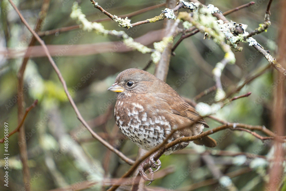 close up of a young song sparrow resting on moss covered thin branch in the park close up of a young song sparrow resting on moss covered thin branch in the park