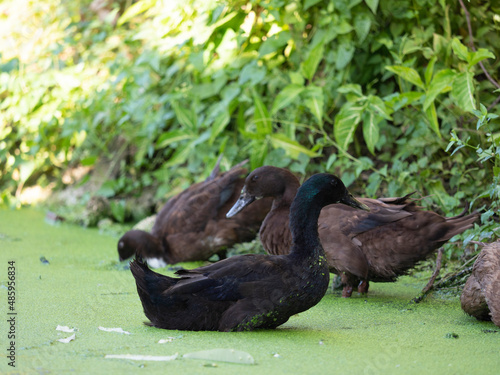 black duck walk in nature canal