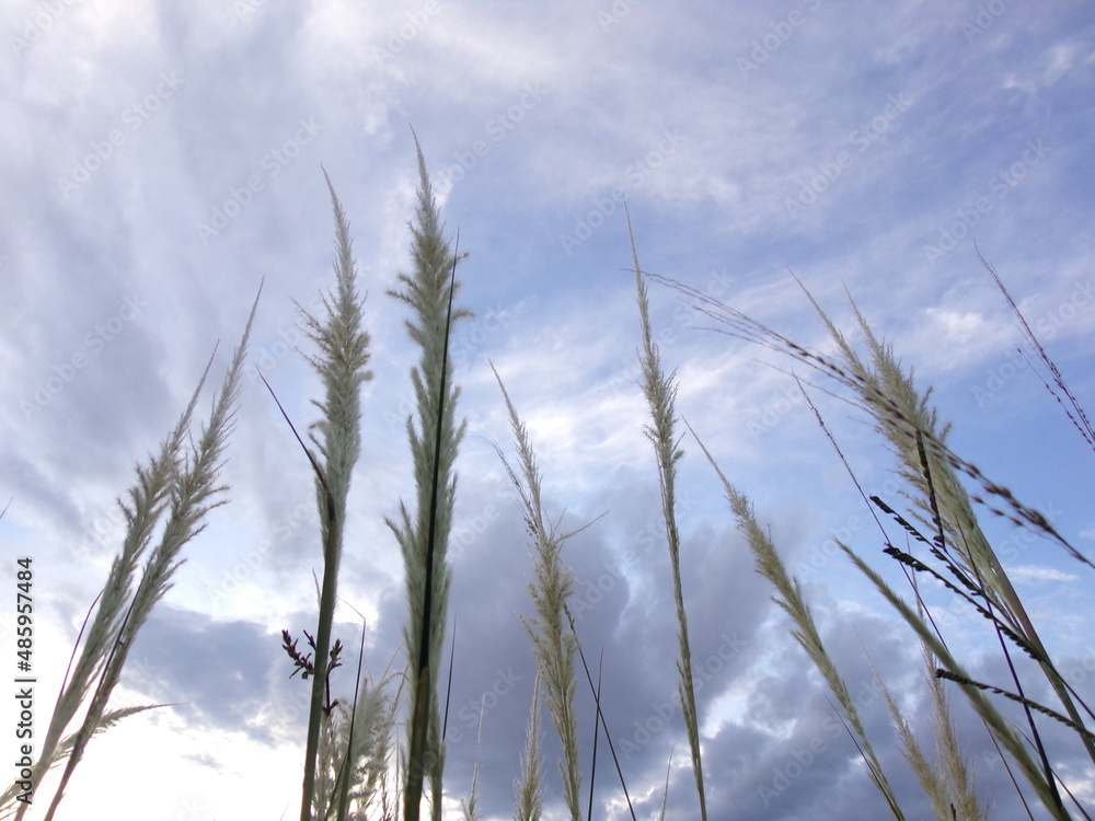 Obraz premium reed in the wind