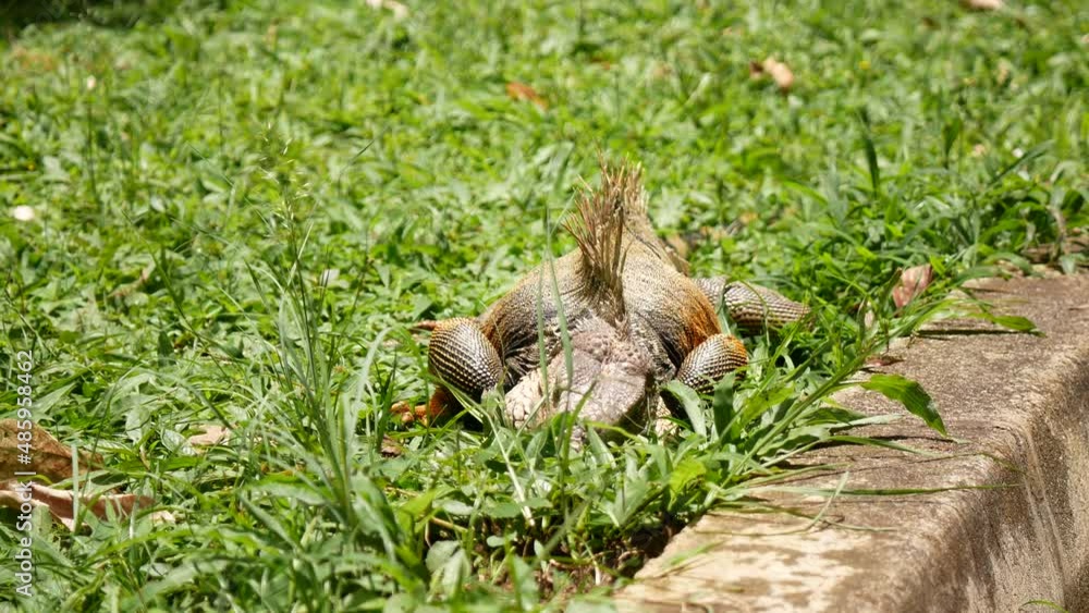 Green Iguana (Iguana Iguana) Large Herbivorous Lizard Eating the Grass in a Garden of Medellin, Antioquia, Colombia Green Iguana (Iguana Iguana) Large Herbivorous Lizard Eating the Grass in a Garden of Medellin, Antioquia, Colombia