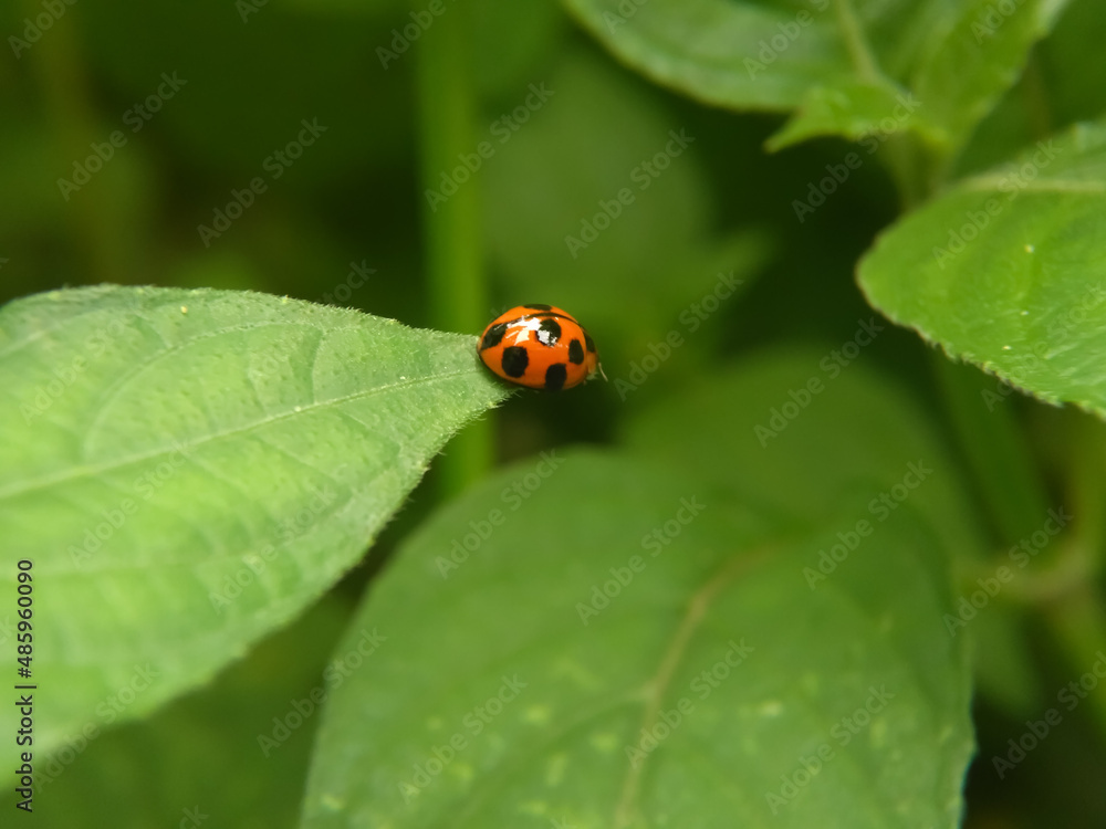 Asian ladybug (harlequin ladybird) sitting on green plant leaf. Ladybug on red flower heads. Beauty of nature concept. Photo of asian ladybird, sitting on a green leaf in foliage. Human wandering lady Asian ladybug (harlequin ladybird) sitting on green plant leaf. Ladybug on red flower heads. Beauty of nature concept. Photo of asian ladybird, sitting on a green leaf in foliage. Human wandering lady