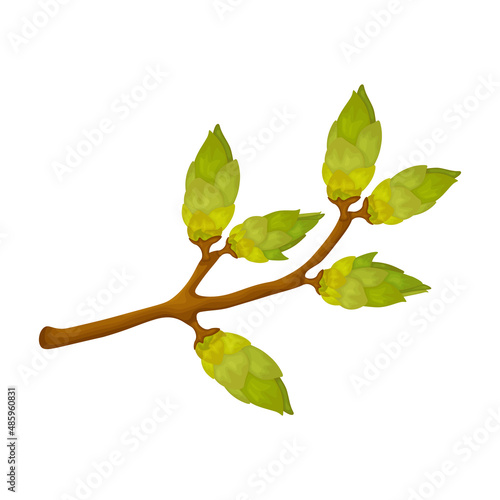 A branch with green buds. Spring illustration depicting a green tree branch with swollen buds. Vector illustration isolated on a white background