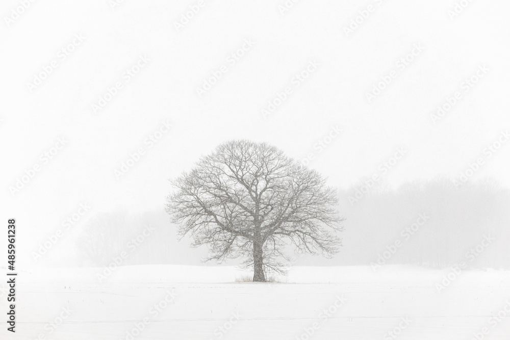 Lone Tree in a Farm Field in a Winter Snow Storm Lone Tree in a Farm Field in a Winter Snow Storm