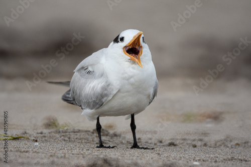 Royal Tern calling on beach