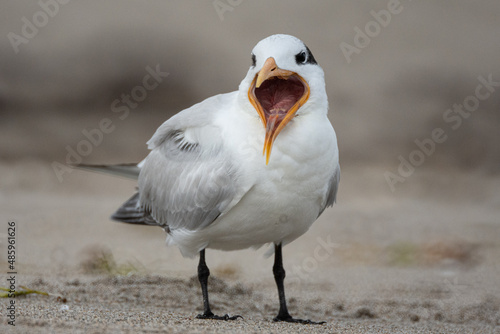 Royal Tern calling on beach