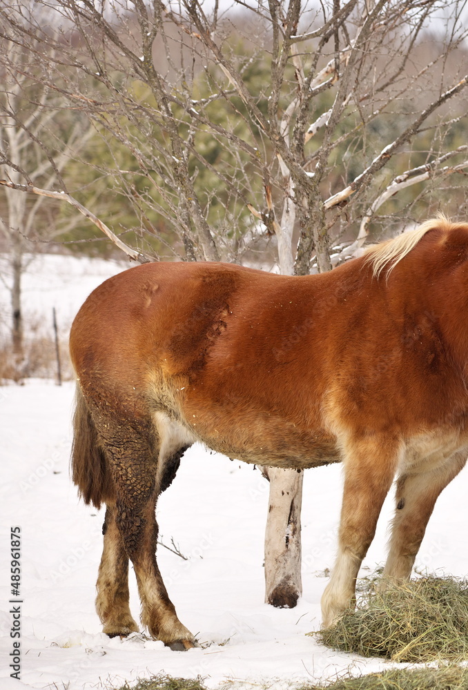 Fototapeta premium Close up of a Horse with Mud Fever on its back legs and Rain scald on its back