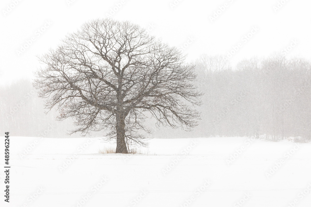 Fototapeta premium Lone Tree in a Farm Field in a Winter Snow Storm