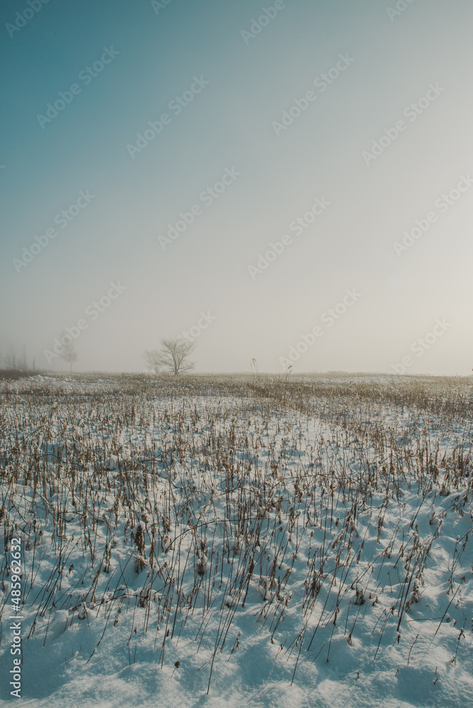 Naklejka premium winter landscape
