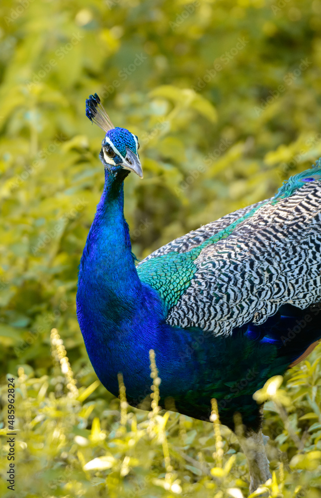 Obraz premium Blue peafowl looking at the camera. Spotted in Udawalawa national park safari in the morning, Brightly colored male peacock foraging through the grassy meadow, the peacock is capable of flying.