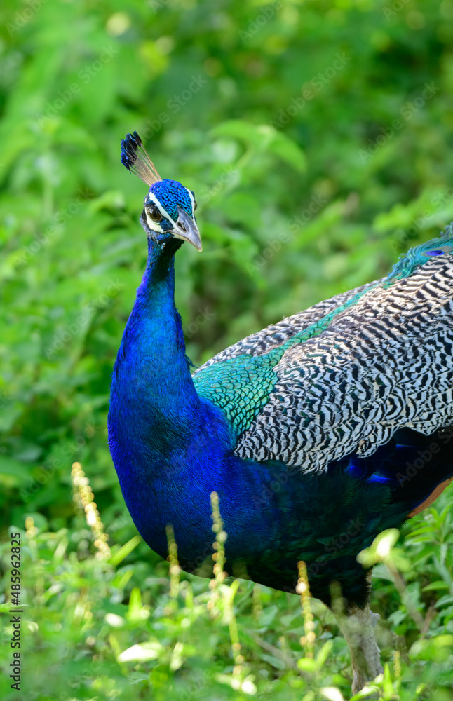 Blue peafowl looking at the camera. Spotted in Udawalawa national park safari in the morning, Brightly colored male peacock foraging through the grassy meadow, the peacock is capable of flying. Blue peafowl looking at the camera. Spotted in Udawalawa national park safari in the morning, Brightly colored male peacock foraging through the grassy meadow, the peacock is capable of flying.