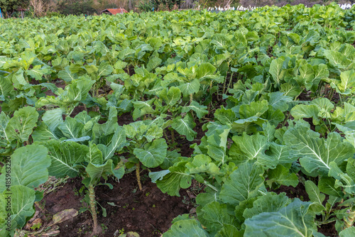 Organic collard growing at the cultivated garden field in Brazil. Scientific name Brassica oleracea