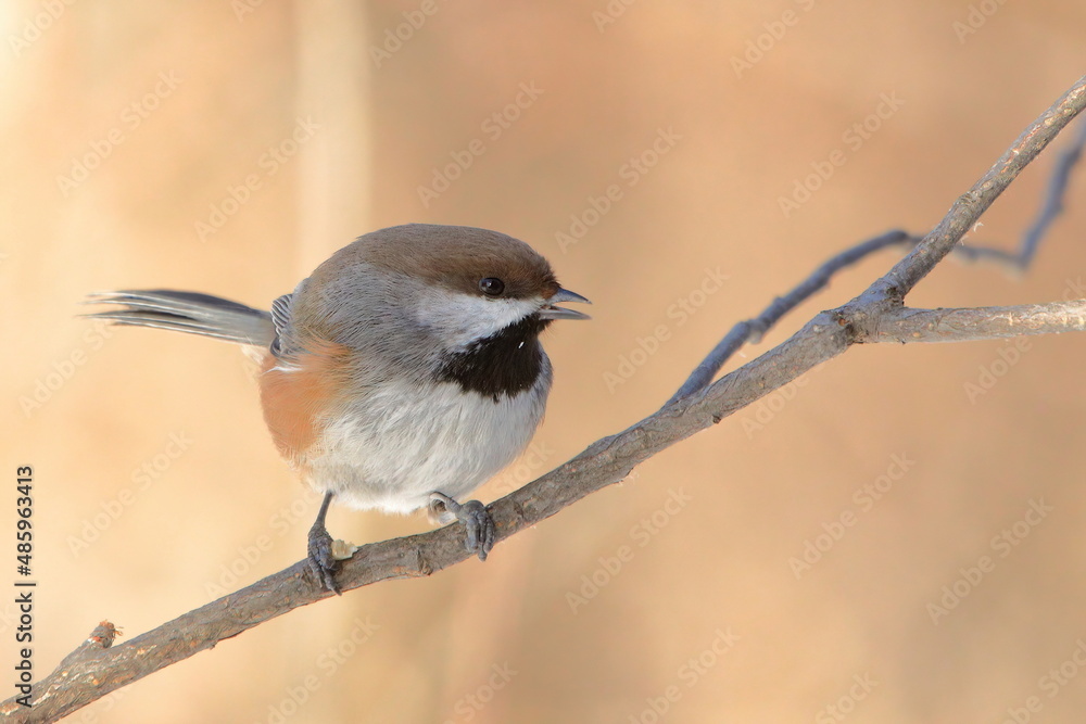 Obraz premium Boreal chickadee perched on a branch looking right beak open