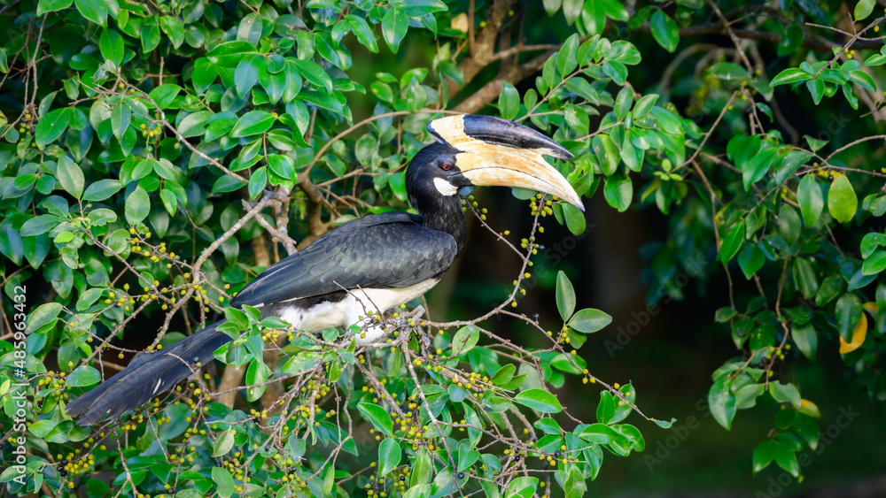 Hornbill bird eats wild fruits in the evening at Udawalawa forest. Beautiful red-eyed lesser pied hornbill bird close-up shot. Hornbill bird eats wild fruits in the evening at Udawalawa forest. Beautiful red-eyed lesser pied hornbill bird close-up shot.