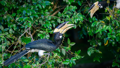 Malabar pied hornbill pair looking at each other while enjoying wild fruits on the tree.