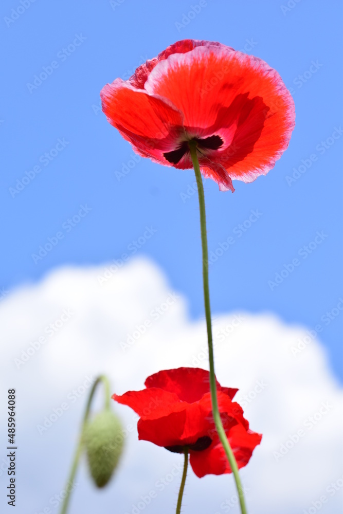 Obraz premium ポピー空に