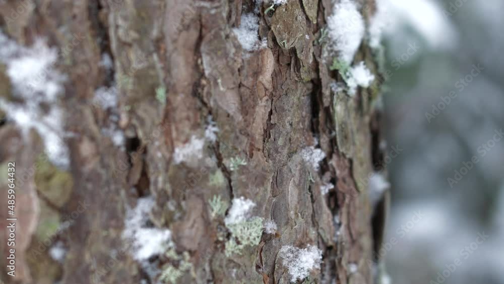 Downward tilt close-up of snowy trunk of pine tree, shallow DOF Downward tilt close-up of snowy trunk of pine tree, shallow DOF