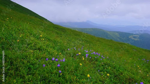 The wildflowers on the slope of Mount Hoverla, Carpathians, Ukraine photo