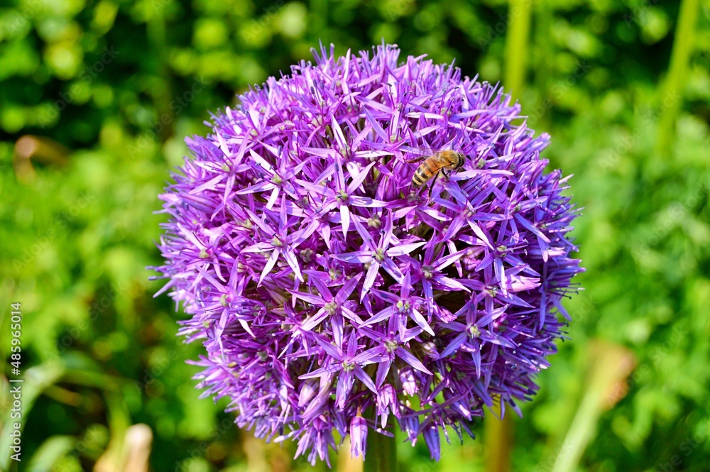 Bee on the flowers under summer Bee on the flowers under summer