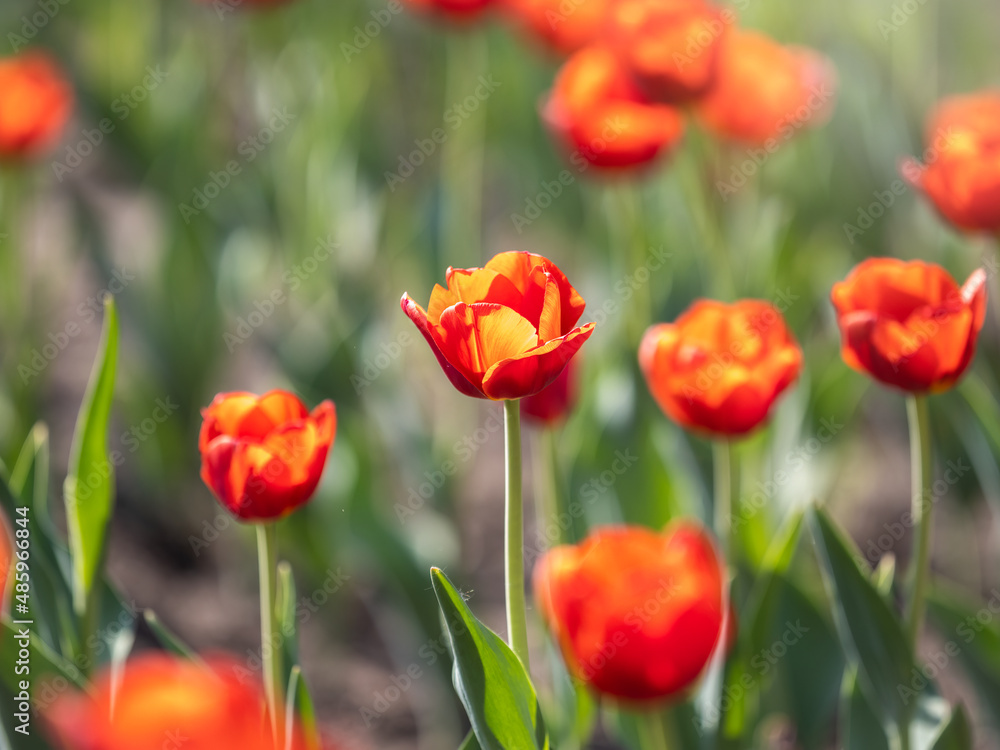 Colorful red tulips blossom in spring garden