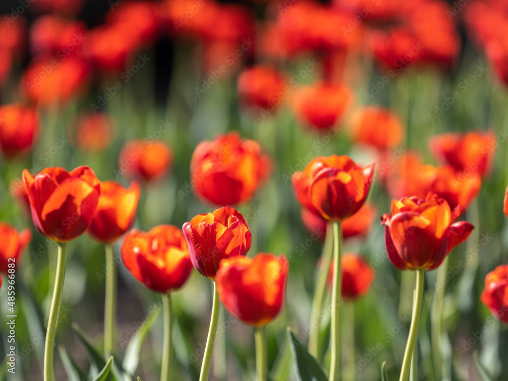 Colorful red tulips blossom in spring garden Colorful red tulips blossom in spring garden