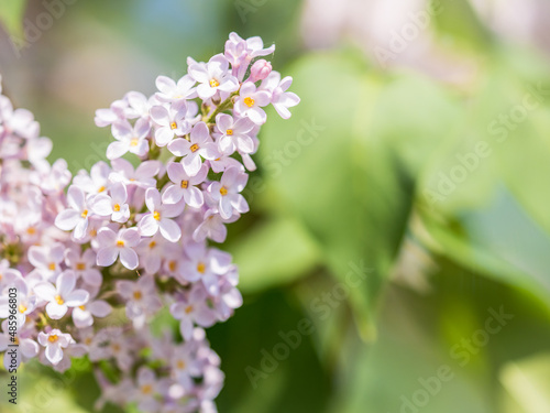 Pink Blooming Lilac Flowers in spring with blured background © Dmitrii Potashkin