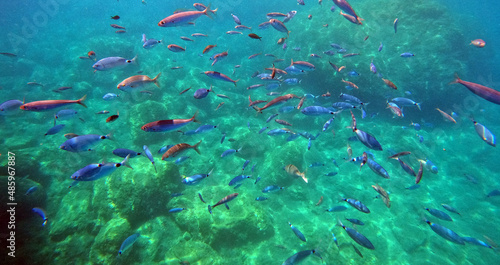 Fishes of Mediterranean Sea. Near Marmaris, Turkey