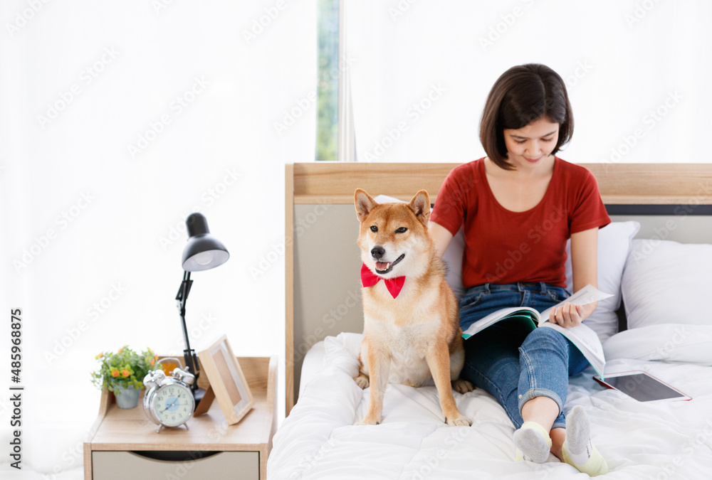 Little cute beautiful smart brown Japanese Shiba Inu dog wearing red bowtie sitting on bed together with Asian young female girl owner laying down leaning on pillow reading book and tablet in bedroom