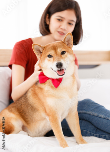 Portrait shot of little cute smart brown Shiba Inu dog wearing red bowtie sitting on bed in bedroom look at camera with Asian female girl owner smiling holding cuddling together in blurred background