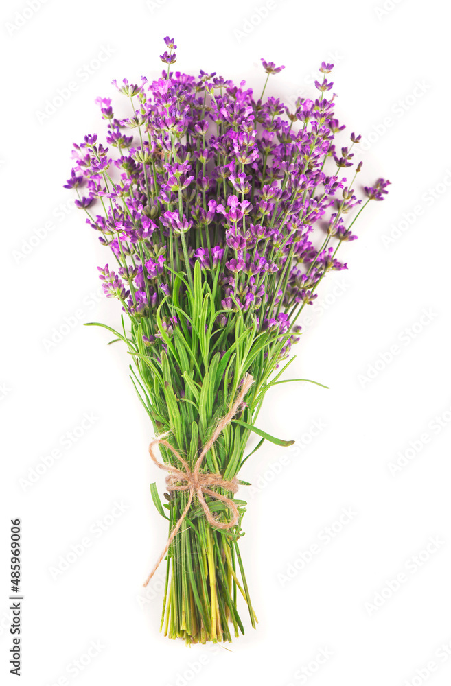 Obraz premium Fresh Lavender flowers on a white background