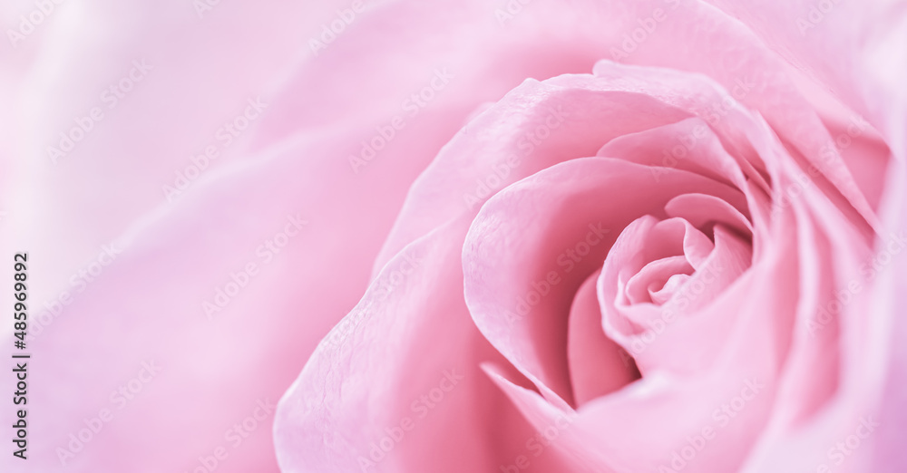 Pale pink rose flower petals. Macro flowers background. Soft focus Pale pink rose flower petals. Macro flowers background. Soft focus