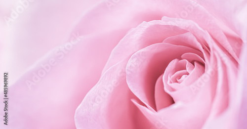Pale pink rose flower petals. Macro flowers background. Soft focus