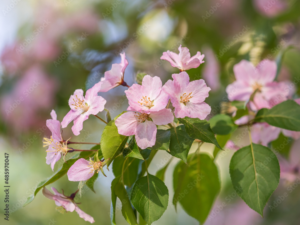 Obraz premium Fresh pink flowers of a blossoming apple tree with blured background
