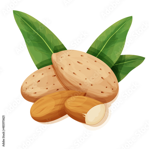 Almond in nutshell with leaves detailed raw nut, organic product, ingredient in cartoon style isolated on white background. Ripe plant, snack.