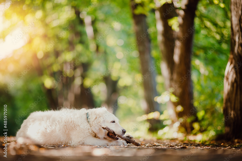 Dog Labrador Happy golden retriever walk in summer park with sunlight Dog Labrador Happy golden retriever walk in summer park with sunlight