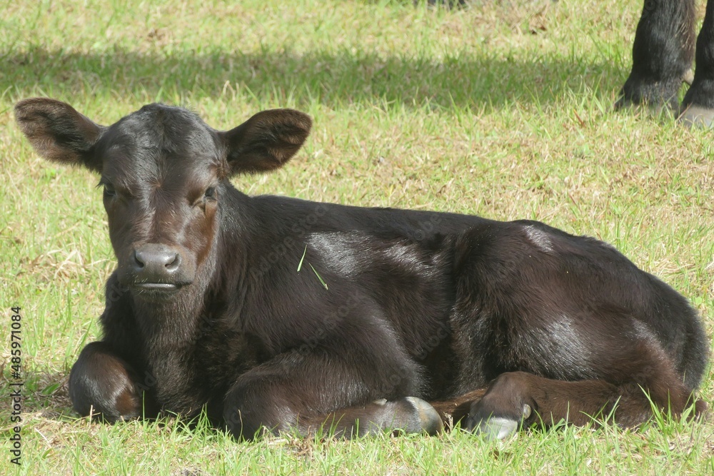 Black calf sitting on the grass on the field in Florida farm, closeup Black calf sitting on the grass on the field in Florida farm, closeup