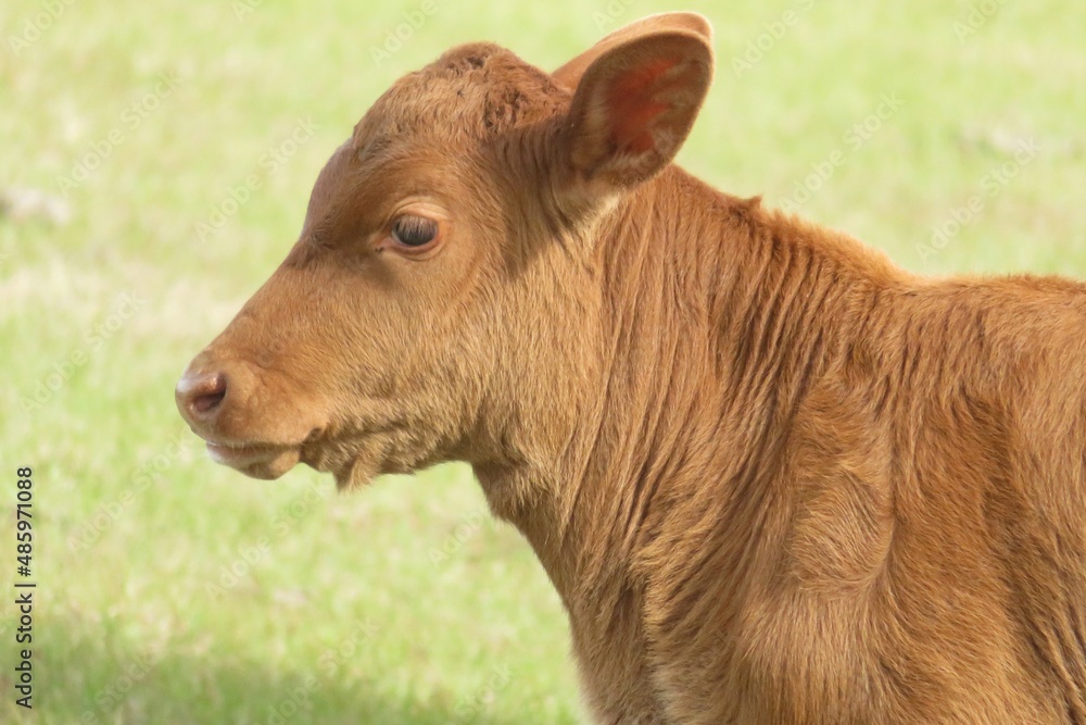 Fototapeta premium Baby calf on grass background in Florida farm, closeup