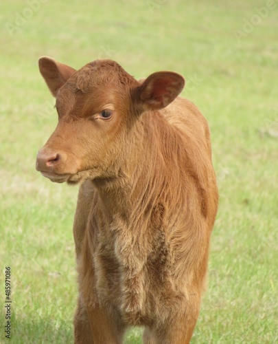 Young calf in the field on green grass background, closeup